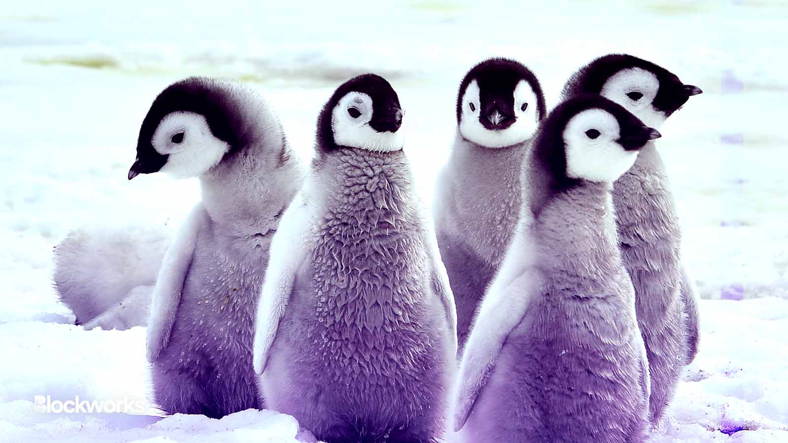 NFT Brand Pudgy Penguins Raises $9M for IP Play - Blockworks