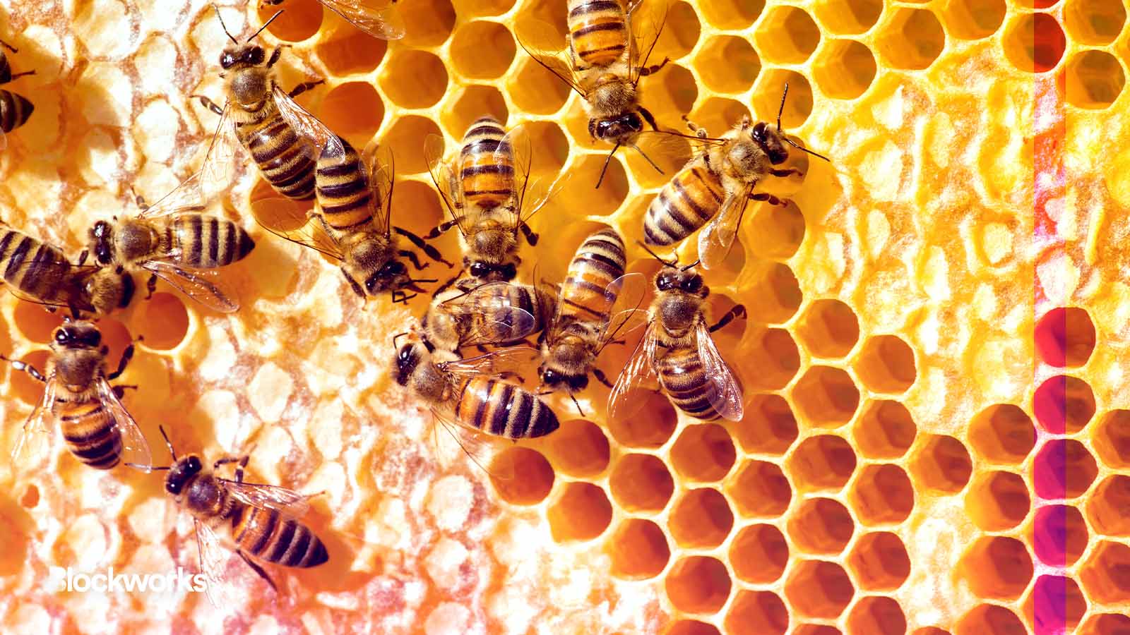 Bee hive crypto (84) 사진