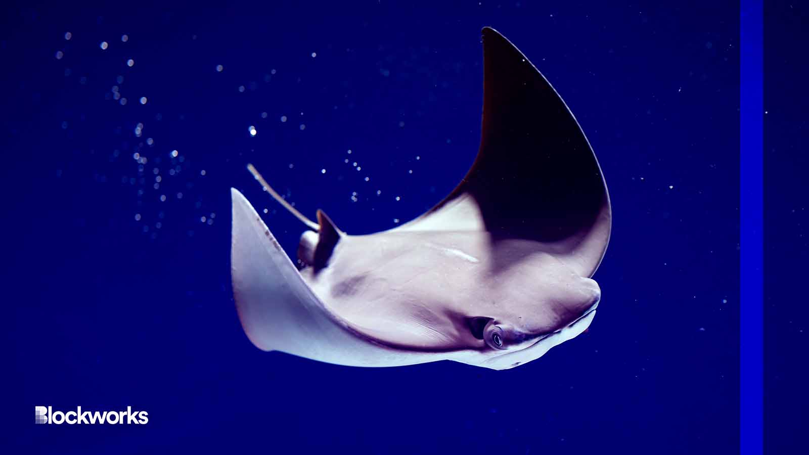 Manta Network deploys L2 Manta Pacific to scale zk adoption - Blockworks