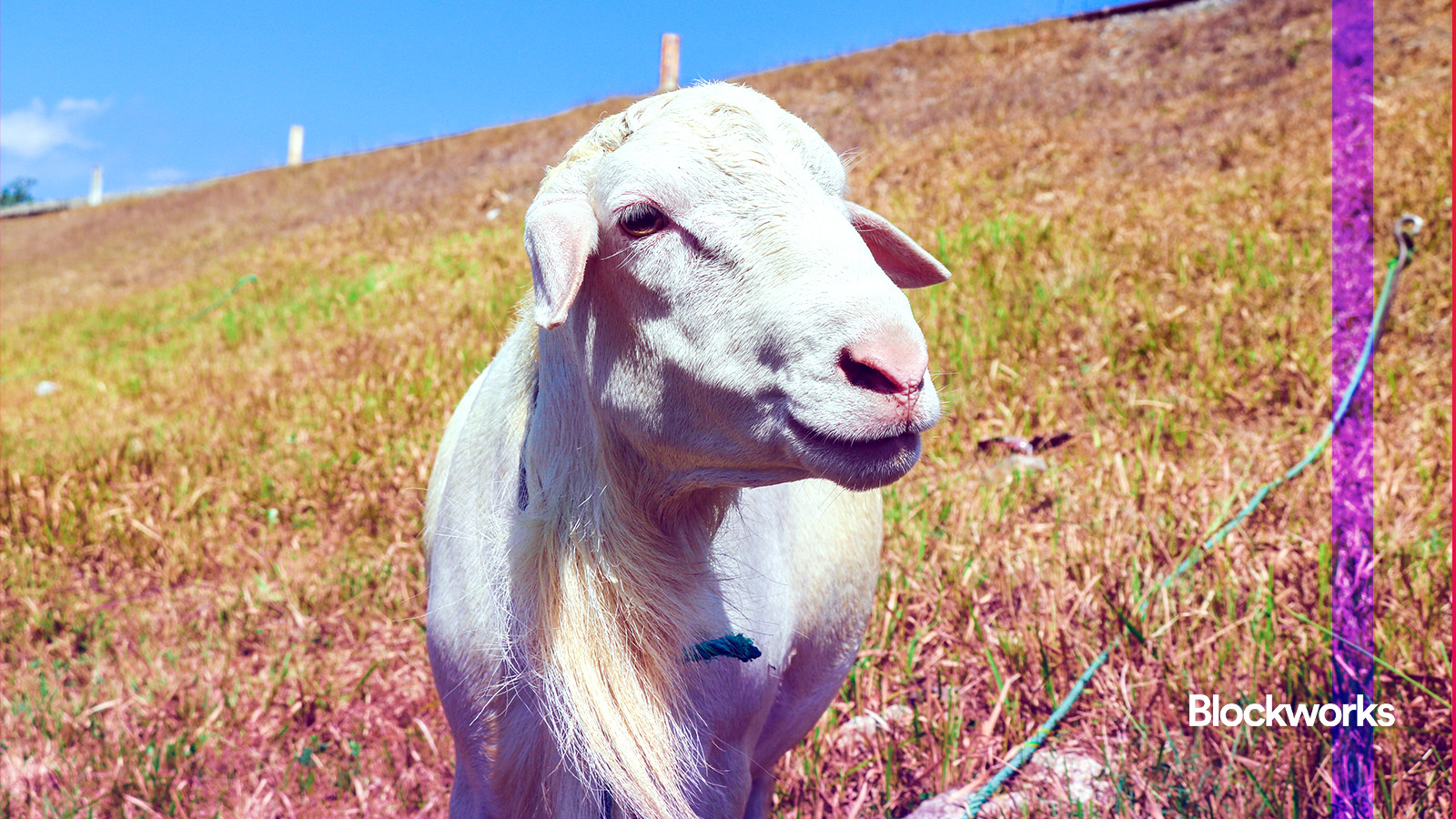 An absurdist AI bot sparked a viral memecoin. Welcome to the future? -  Blockworks